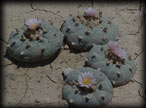 Peyote