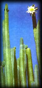 SAN PEDRO