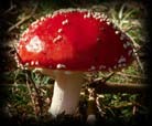 Amanita muscaria