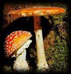 amanitas