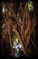 banisteriopsis caapi