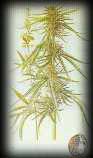 cannabis