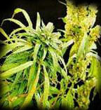 cannabis