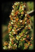 claviceps ergot