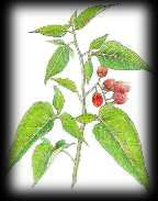 dulcamara