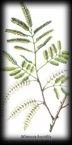 mimosa hostilis