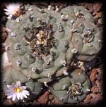 peyote