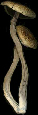 psilocybe cubensis