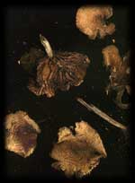 psilocybe cyanescens