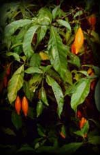 tabernanthe iboga