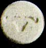 XTC